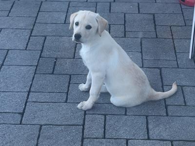 Rehome female Labrador x Golden Retriever