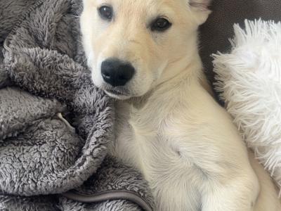 Rehome female Labrador x Golden Retriever