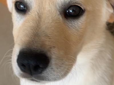Rehome female Labrador x Golden Retriever