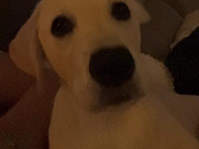 Rehome female Labrador x Golden Retriever