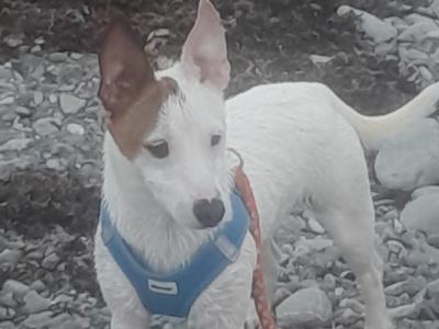 Beautiful female purebred Jack Russell puppy 8 months old in Cork