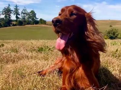 Beautiful Irish Red Setter puppies in Laois