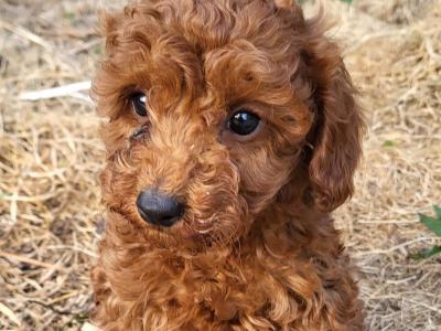 Premium Cavapoo puppies