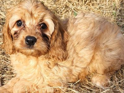 Premium Cavapoo puppies