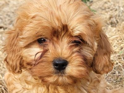 Premium Cavapoo puppies