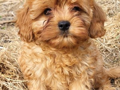 Premium Cavapoo puppies