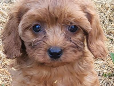 Premium Cavapoo puppies