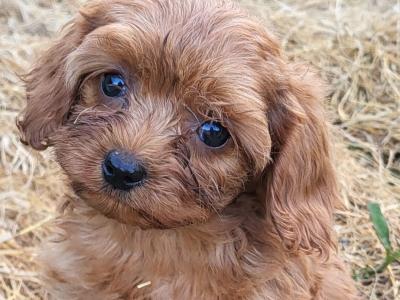Premium Cavapoo puppies