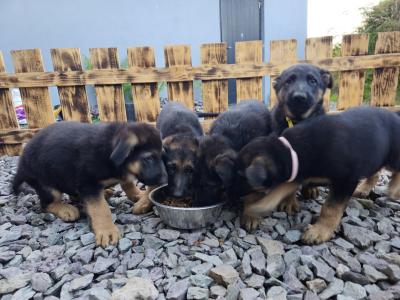 German Shepherd puppies in Cork