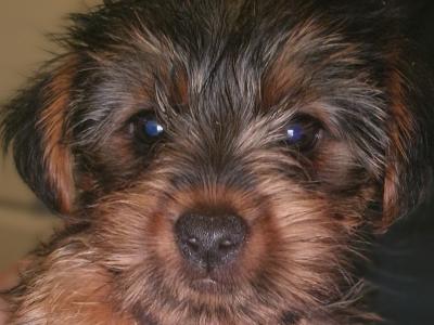 1 male remaining. Full Breed Miniature Yorkshire Terrier Pups