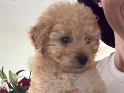 Female Cockapoo puppy in Meath