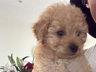 Female Cockapoo puppy 4 months old in Meath