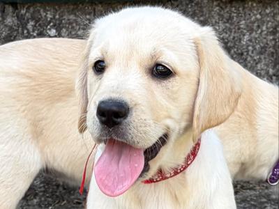 *Last* Gold Female Golden Retriever-Labrador puppy