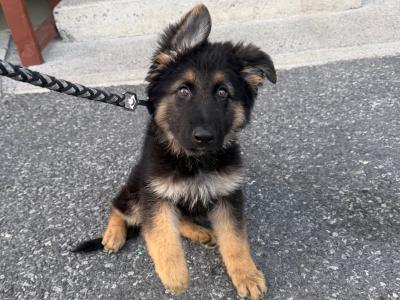 Male German Shepherd puppy 4 months old in Kilkenny