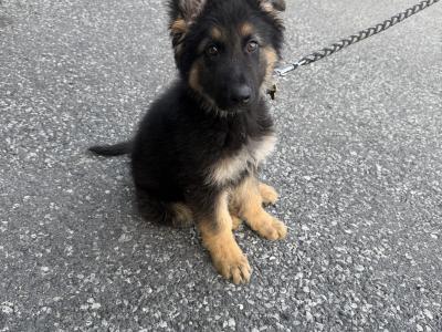 Male German Shepherd puppy 4 months old in Kilkenny