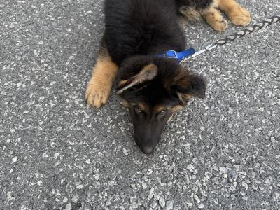 Male German Shepherd puppy 4 months old in Kilkenny