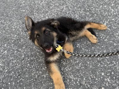 Male German Shepherd puppy 4 months old in Kilkenny