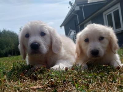 Golden Retriever puppies €700