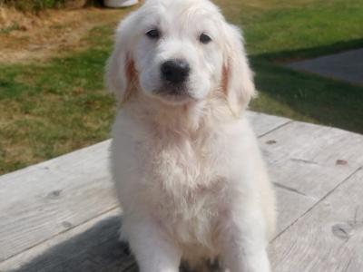 Golden Retriever puppies €700