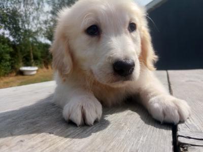 Golden Retriever puppies €700