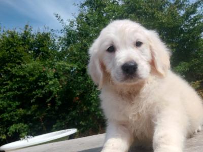 Golden Retriever puppies €700
