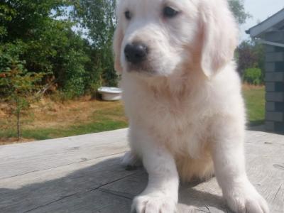 Golden Retriever puppies €700