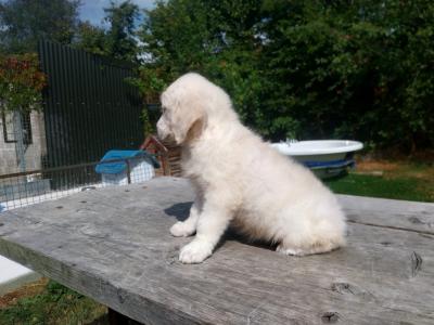 Golden Retriever puppies €700