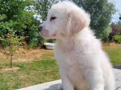Golden Retriever puppies €700