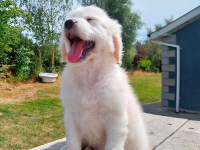 Golden Retriever puppies in Carlow €700