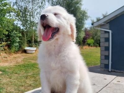 Golden Retriever puppies €700