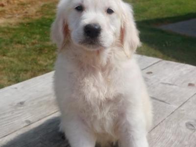 Golden Retriever puppies €700