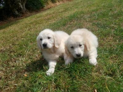Golden Retriever puppies €700