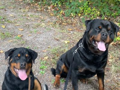 Rottweiler for stud in Cork