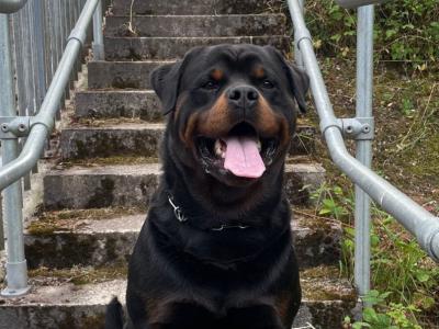 Rottweiler for stud in Cork