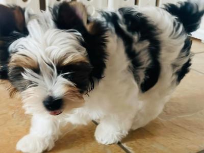 Biewer Terrier puppies in Wexford
