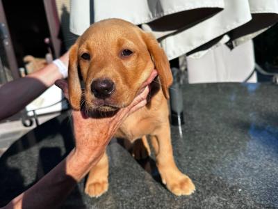 IKC registered exceptional Red Fox lab puppy remaining