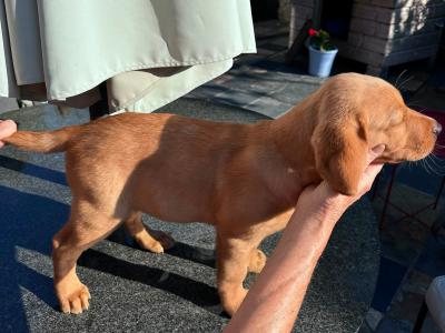 IKC registered exceptional Red Fox lab puppy remaining