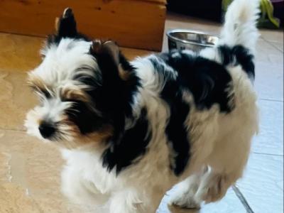 Biewer Terrier puppies in Wexford