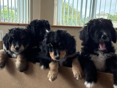 Bernedoodles in Limerick
