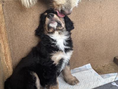 Bernedoodles in Limerick