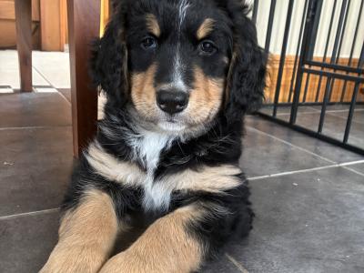 Bernedoodles in Limerick