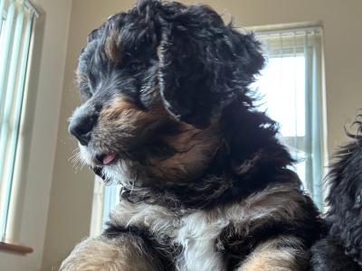 Bernedoodles in Limerick