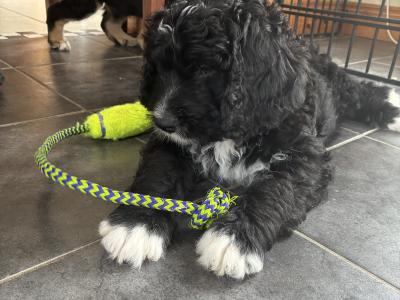 Bernedoodles in Limerick