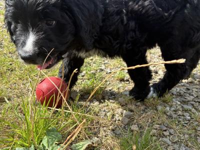 Bernedoodles in Limerick