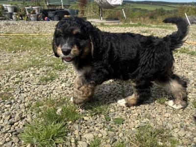Bernedoodles in Limerick