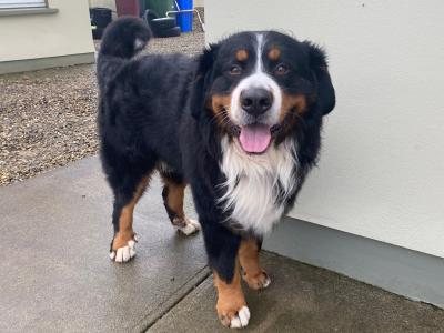 Bernedoodles in Limerick