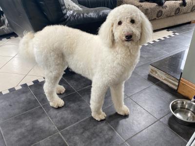 Bernedoodles in Limerick