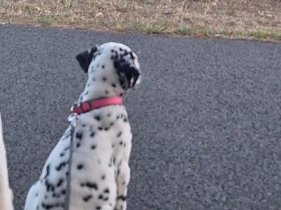 Female Dalmation puppy 🥰