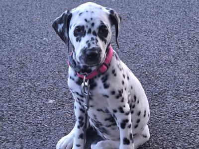 Female Dalmation puppy 🥰