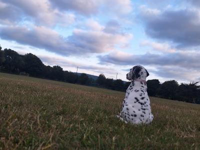 Female Dalmation puppy 🥰
